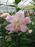 [5246 Jetaime No02.JPG]